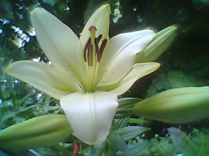 Fotogr.2311