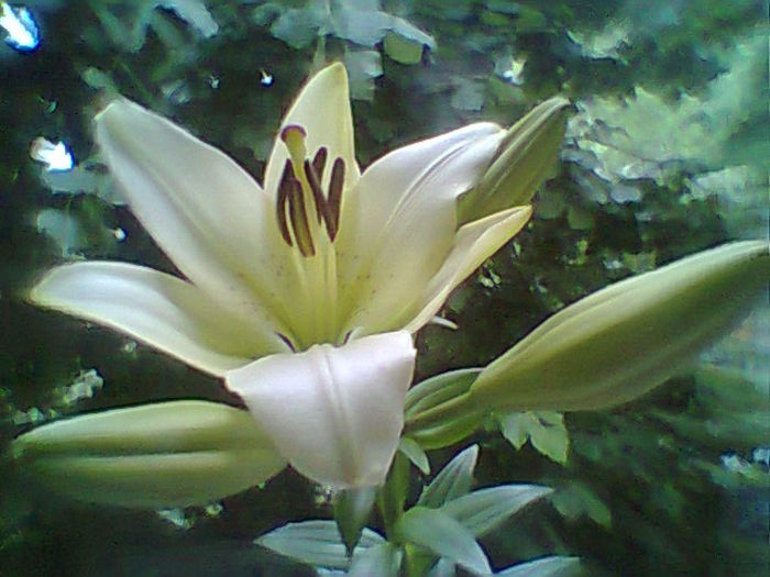 Fotogr.2312