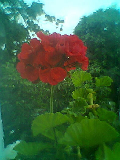 Fotogr.2313
