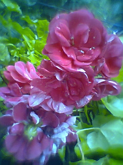 Fotogr.2316