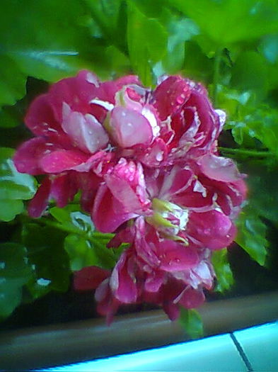 Fotogr.2318