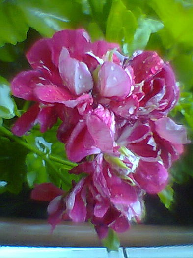 Fotogr.2319