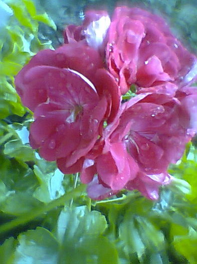 Fotogr.2321