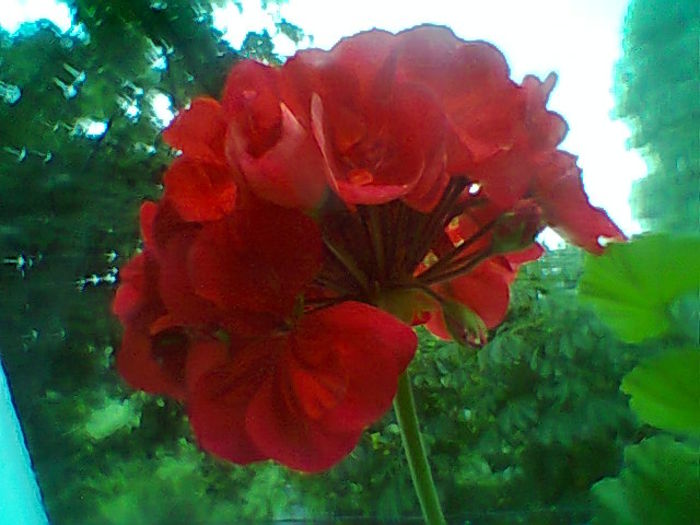 Fotogr.2323