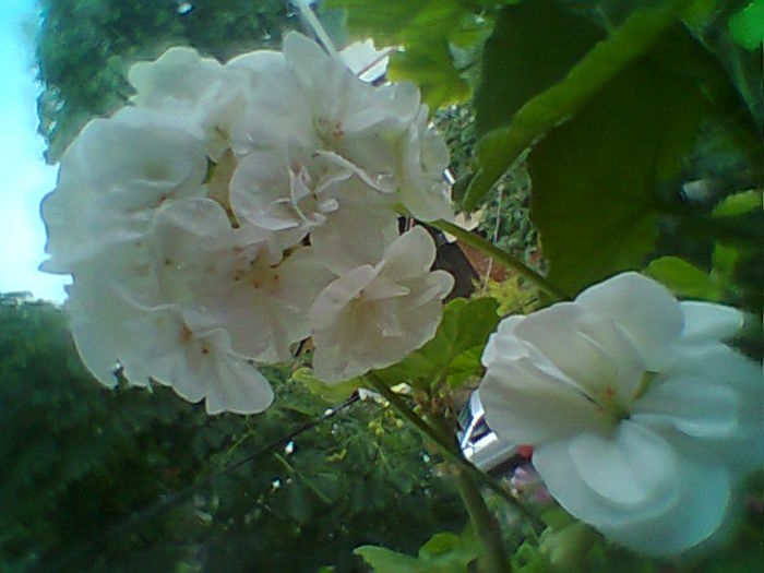 Fotogr.2324