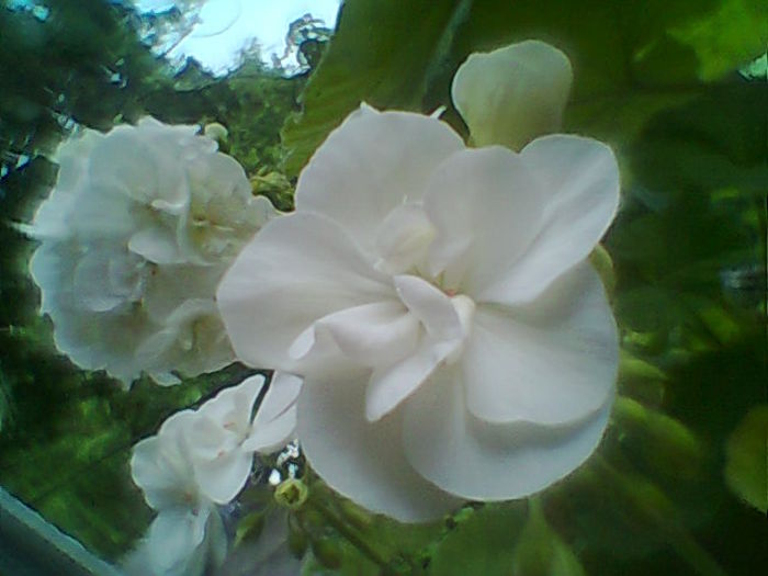 Fotogr.2325