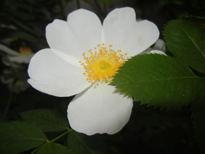 Rosa canina. Dog Rose (2015, May 20)