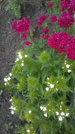 WP_20150605_05_54_17_Pro