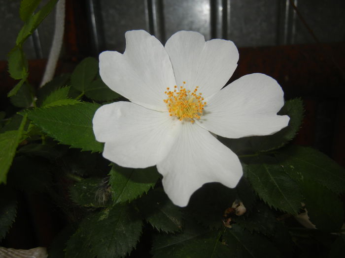 Rosa canina. Dog Rose (2015, May 20)