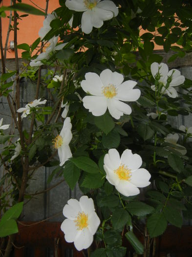 Rosa canina. Dog Rose (2015, May 20) Rosa canina. Dog Rose (2015, May 20)