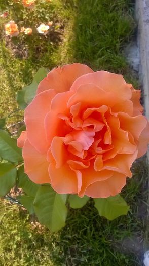 doris tysterman