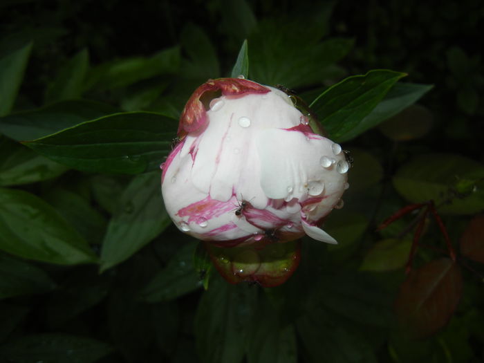 White Peony (2015, May 20)