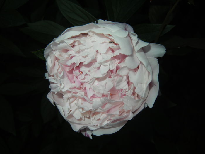 White Peony (2015, May 21)