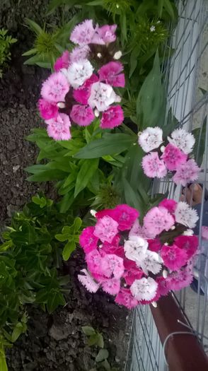 WP_20150605_05_44_08_Pro