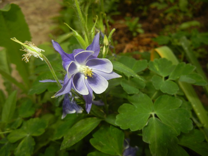 Aq. Winky Blue & White (2015, May 20) - Aquilegia Winky Blue White