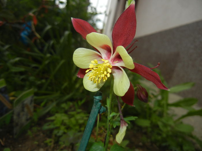 Aquilegia Red & Yellow (2015, May 20) - Aquilegia McKana Red Yellow