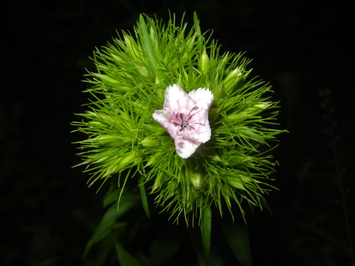 Dianthus barbatus (2015, May 21) - Dianthus Barbatus