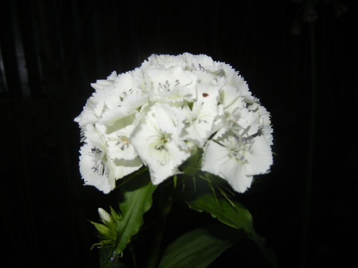 Dianthus barbatus (2015, May 21) - Dianthus Barbatus