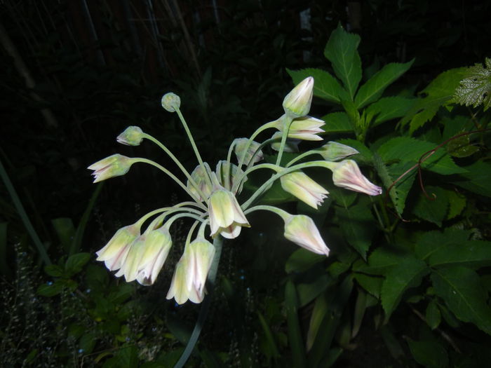 Allium siculum (2015, May 21)