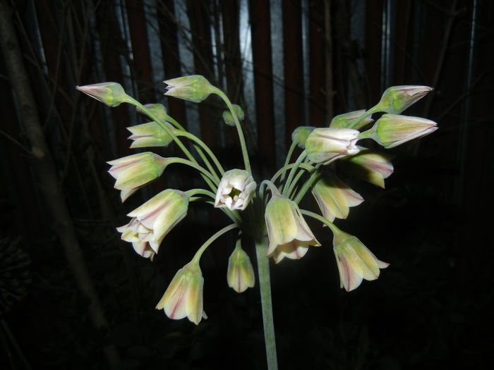 Allium siculum (2015, May 21)