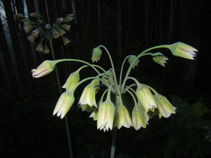 Allium siculum (2015, May 21)