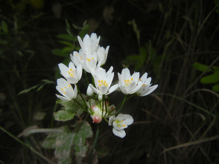 Allium roseum (2015, May 24)