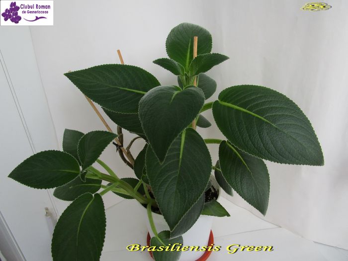 Brasiliensis Green (5-06-2015)