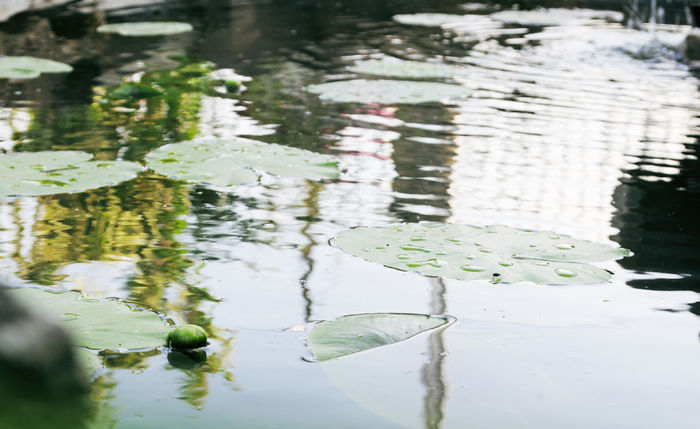 2 - B- Iaz - Nuferi si Crapi Koi 2015