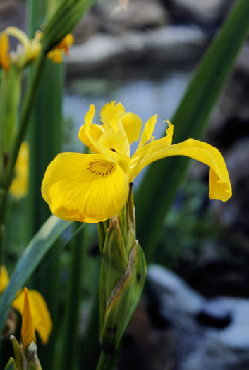 3 - B- Iaz - Nuferi si Crapi Koi 2015