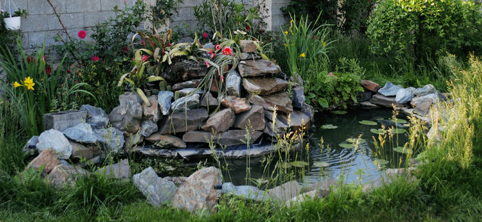 4 - B- Iaz - Nuferi si Crapi Koi 2015