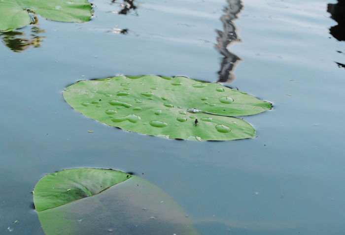 7 - B- Iaz - Nuferi si Crapi Koi 2015