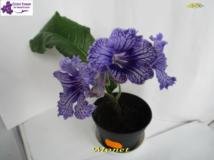 Monet (5-06-2015) - Streptocarpusi 2015