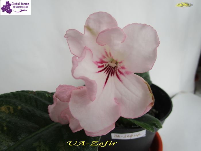 UA-Zefir (5-06-2015) - Streptocarpusi 2015