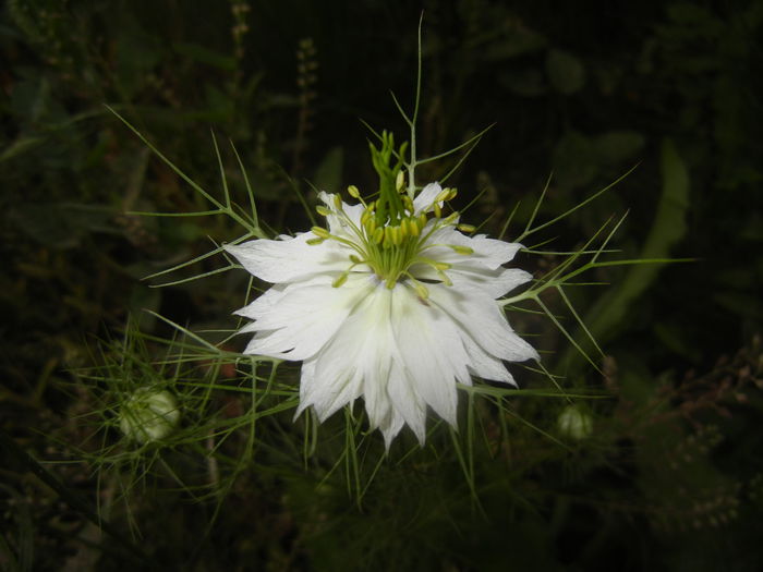 Nigella damascena (2015, May 24) - NIGELLA Damascena