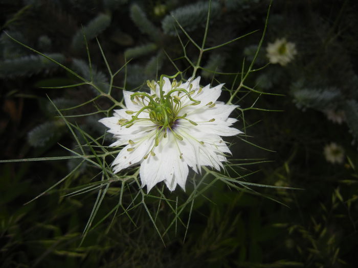 Nigella damascena (2015, May 24)