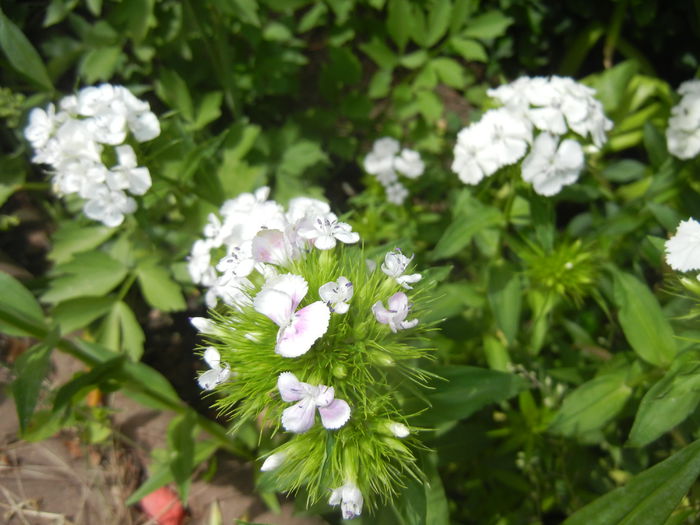 Dianthus babatus (2015, May 24) - Dianthus Barbatus