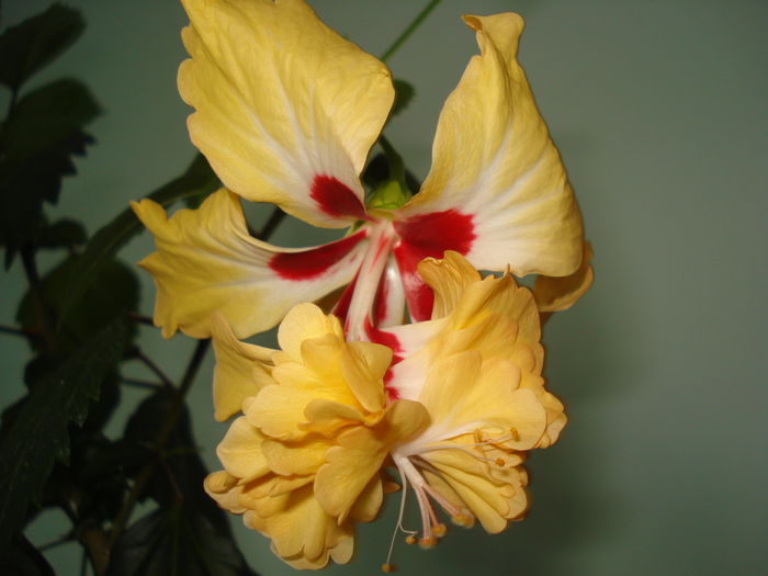 DSC01590 - Hibiscus El Capitolio Yellow