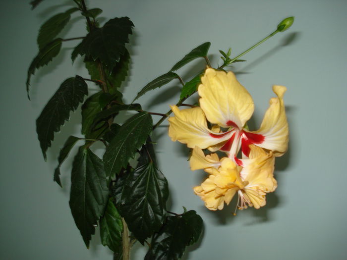 DSC01591 - Hibiscus El Capitolio Yellow