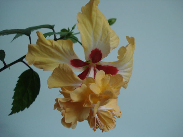 DSC01595 - Hibiscus El Capitolio Yellow