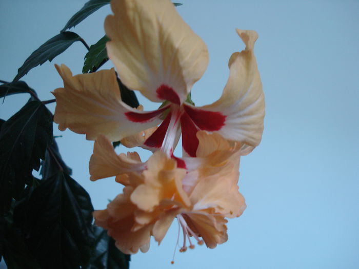 DSC01604 - Hibiscus El Capitolio Yellow