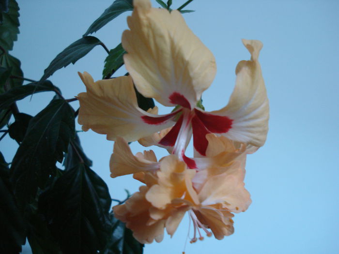 DSC01605 - Hibiscus El Capitolio Yellow