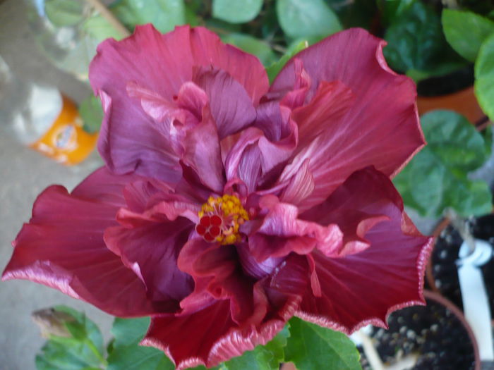 Wild Blueberry - HIBISCUSI 2015-1