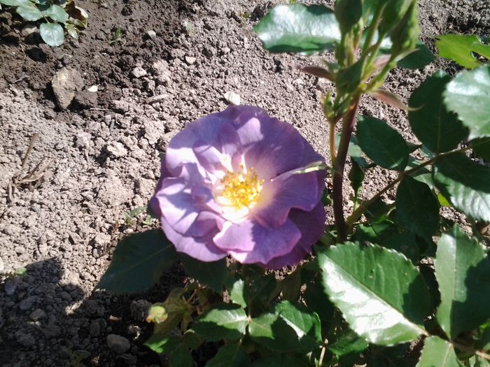 Blue for you - FLORI 2015