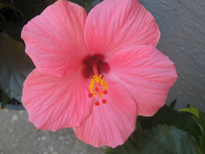 Picture My plants 3450 - Hibiscus Cairo Rosa