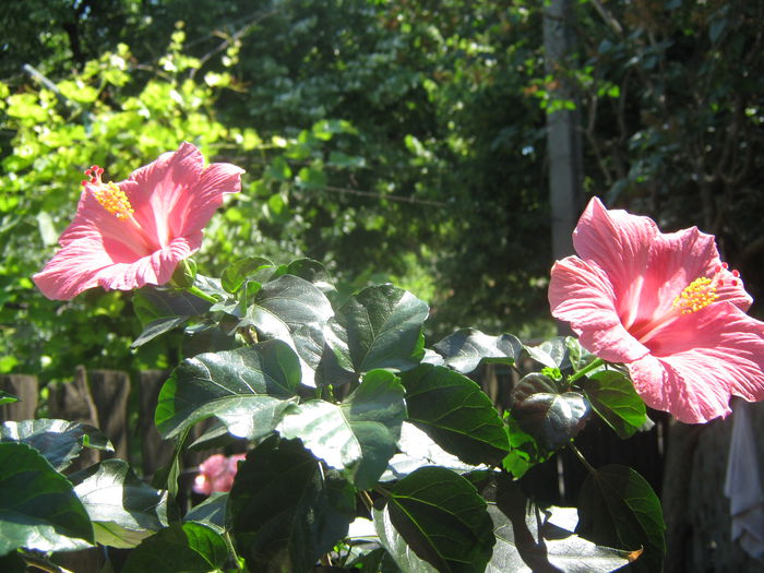 Picture My plants 3454 - Hibiscus Cairo Rosa