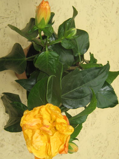 Picture My plants 3472