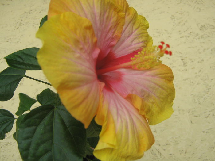 Multumesc dnei Maria [Mioara}