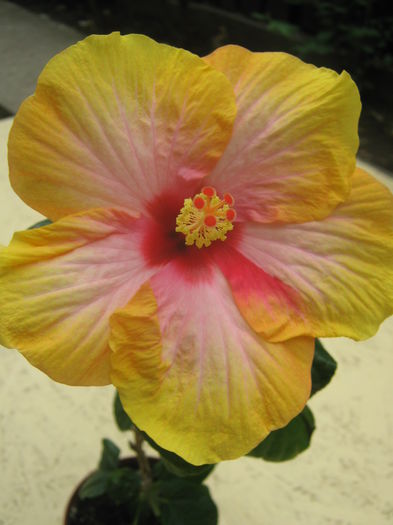 Picture My plants 3460