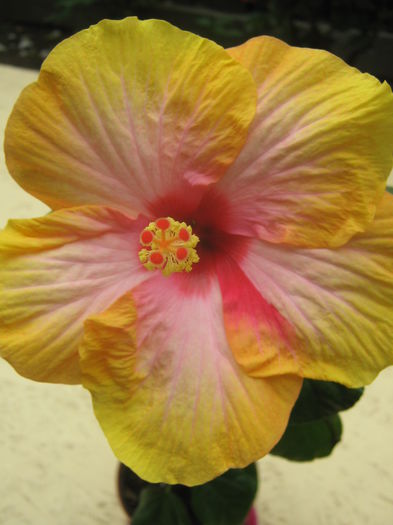 Picture My plants 3471