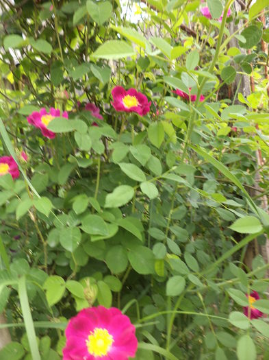 DSC03838 - ANUL 2015